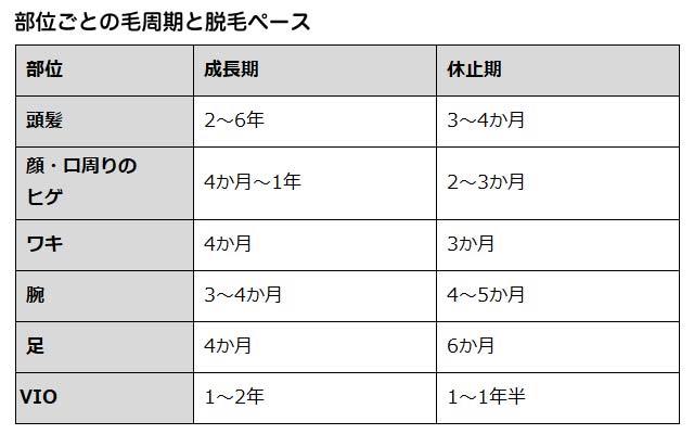 部位ごとの毛周期と脱毛ペース